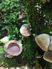 Auricularia nigricans