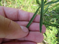 Eupatorium torreyanum