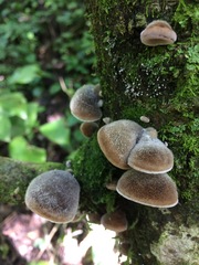 Auricularia nigricans
