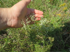 Eupatorium torreyanum