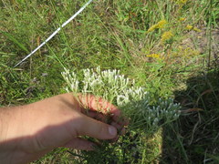 Eupatorium torreyanum