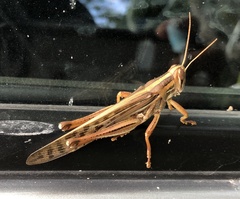 Schistocerca piceifrons