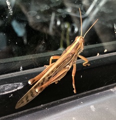 Schistocerca piceifrons