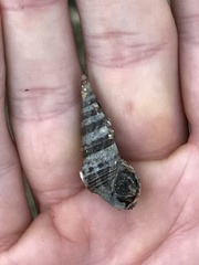 Batillaria zonalis