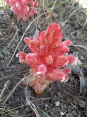 Hyobanche