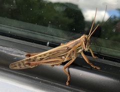 Schistocerca piceifrons