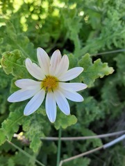 Arctotis aspera aspera