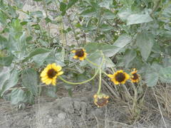 Encelia palmeri