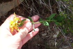 Hypericum richeri