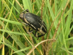 Sphenophorus aequalis