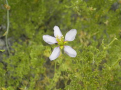 Fagonia palmeri