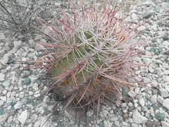 Ferocactus emoryi rectispinus