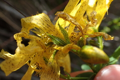 Hypericum richeri