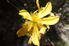 Hypericum richeri
