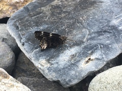 Eudaminae