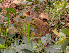 Phylloscopus xanthoschistos