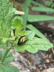 Calligrapha serpentina