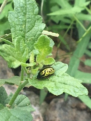 Calligrapha serpentina