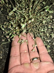 Euphorbia capitellata