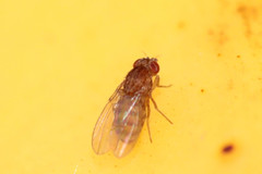 Drosophila repleta