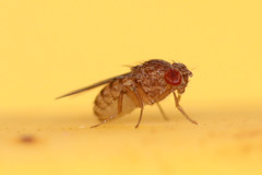 Drosophila repleta