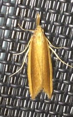 Donacaula