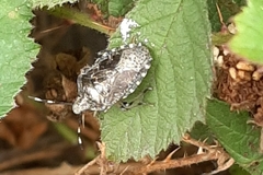 Rhaphigaster nebulosa