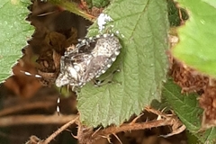 Rhaphigaster nebulosa