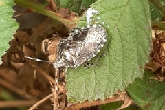 Rhaphigaster nebulosa