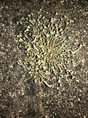 Euphorbia capitellata