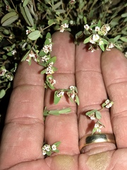 Euphorbia capitellata