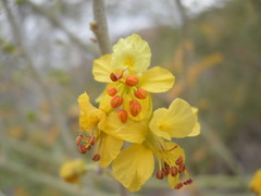 Parkinsonia x sonorae