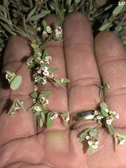 Euphorbia capitellata