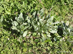 Cynoglossum cheirifolium