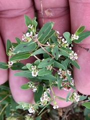 Euphorbia capitellata