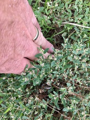 Euphorbia capitellata