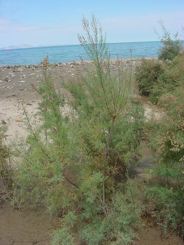 Tamarix chinensis
