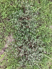 Euphorbia capitellata