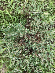 Euphorbia capitellata