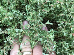 Euphorbia vermiculata