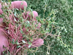 Euphorbia vermiculata