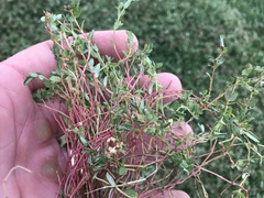 Euphorbia vermiculata