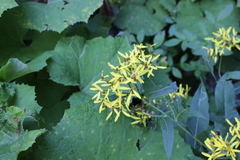 Senecio ovatus alpestris