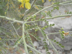 Parkinsonia x sonorae