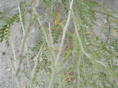 Parkinsonia x sonorae