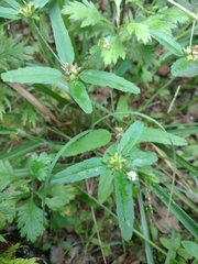 Croton glandulosus septentrionalis