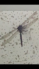 Boyeria vinosa