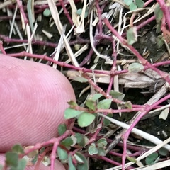 Euphorbia vermiculata