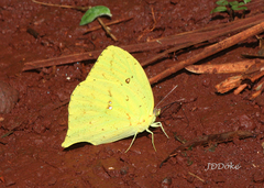 Phoebis neocypris neocypris