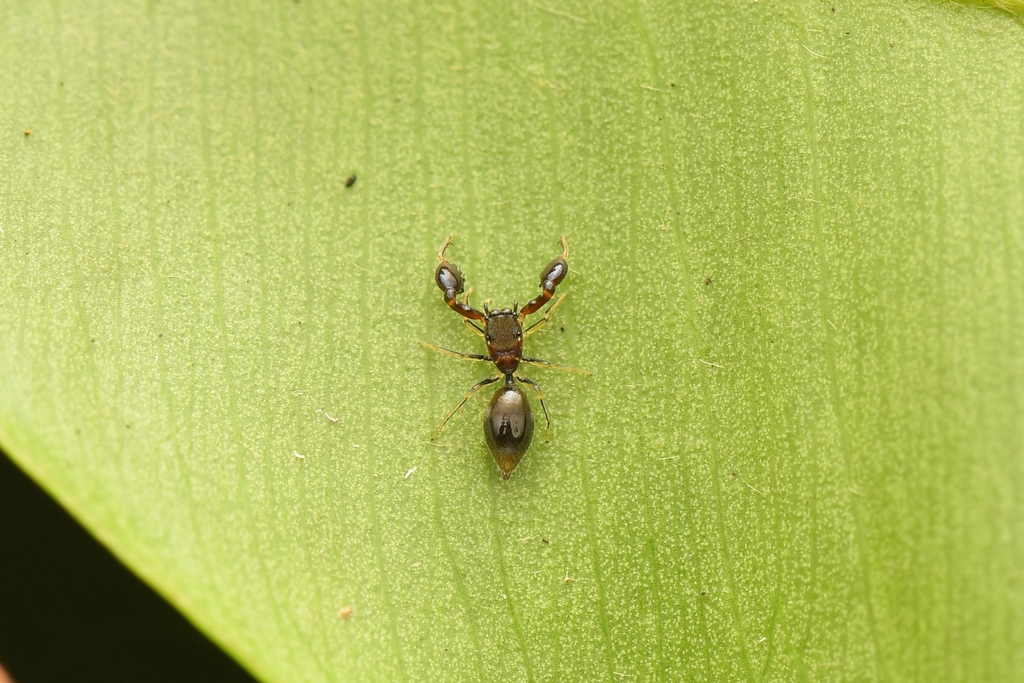 Indomarengo chavarapater